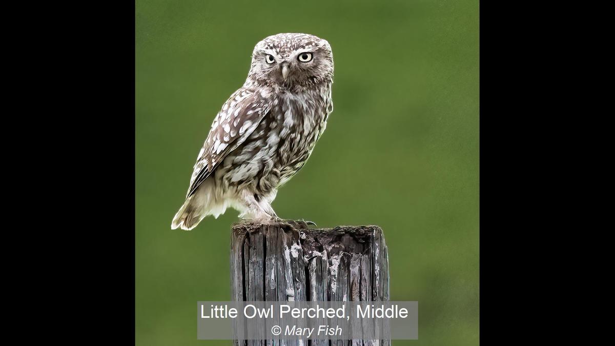 Little Owl Perched, Middle_Mary Fish